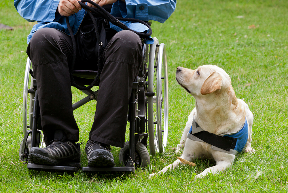 A wheelchair user with a dog laying on the ground, looking up at its owner