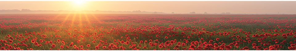 Poppy field sunrise