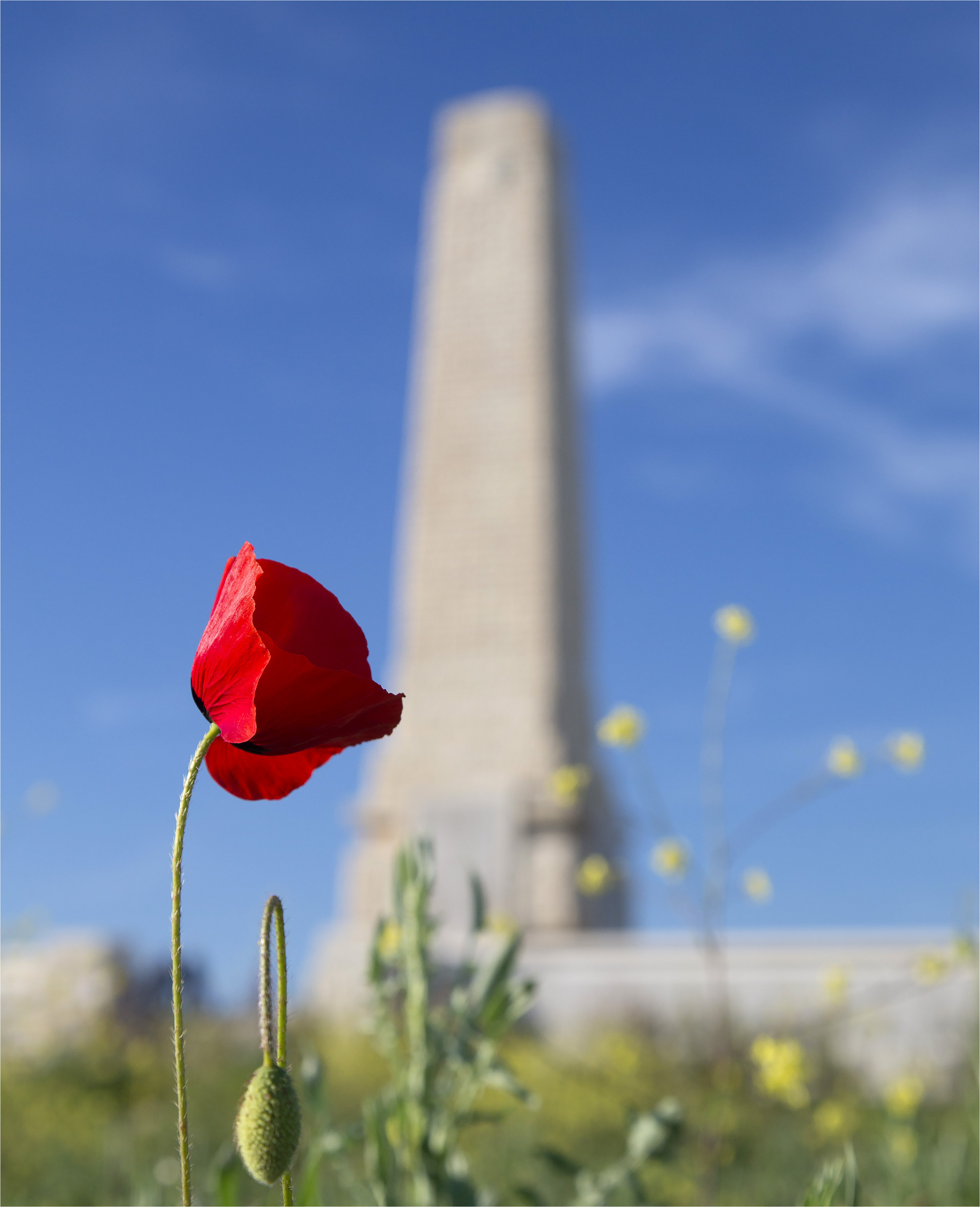 A poppy growing next to the British and Allied memorial at Cape Helles, Gallipoli.