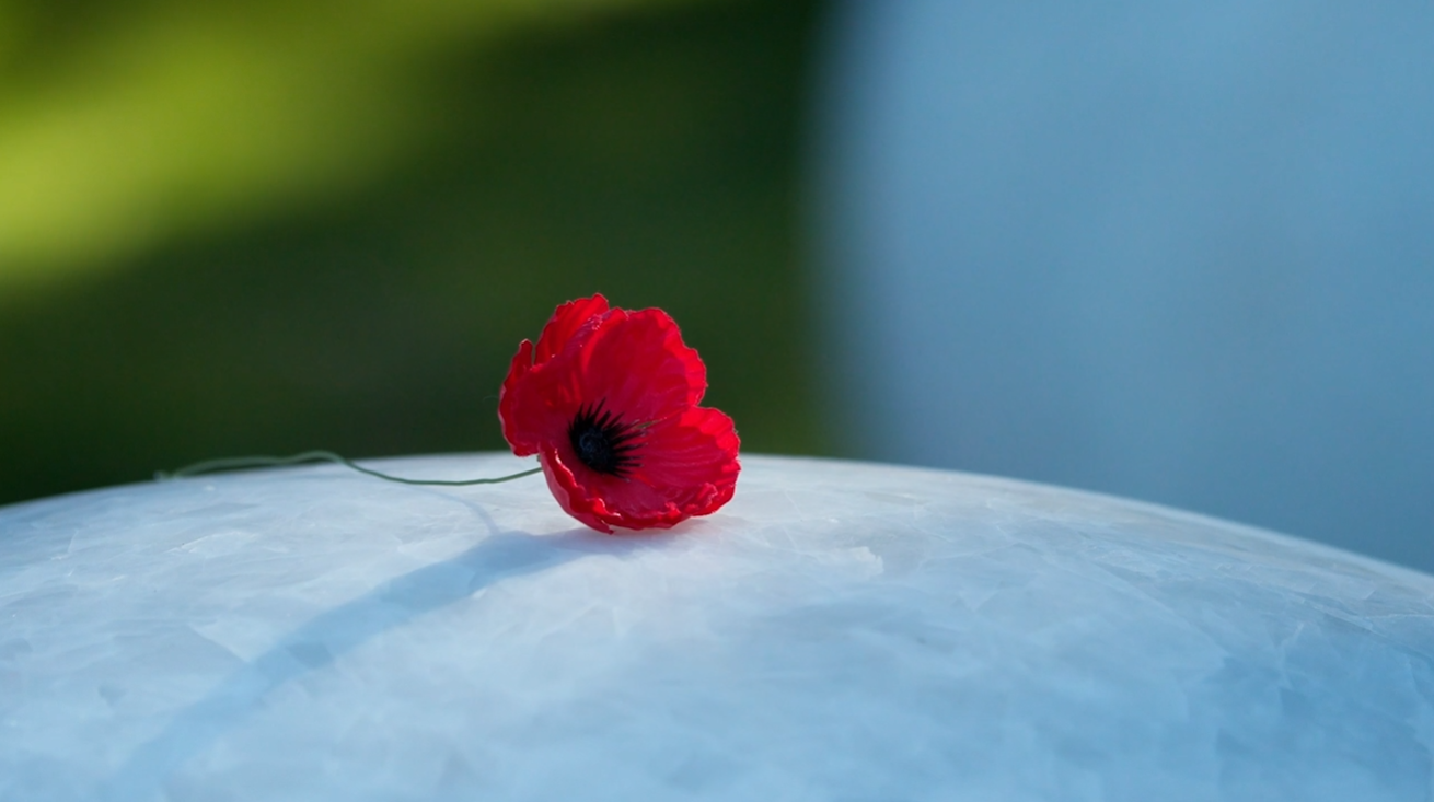 A lone poppy in the Sculpture Garden at the Australian War Memorial, Canberra.
