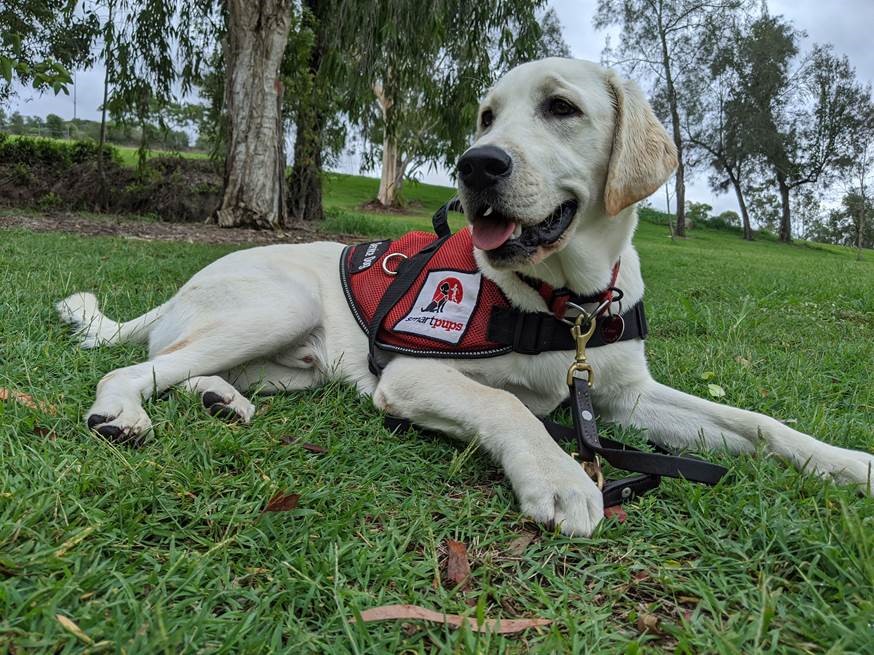 Psychiatric assistance dog