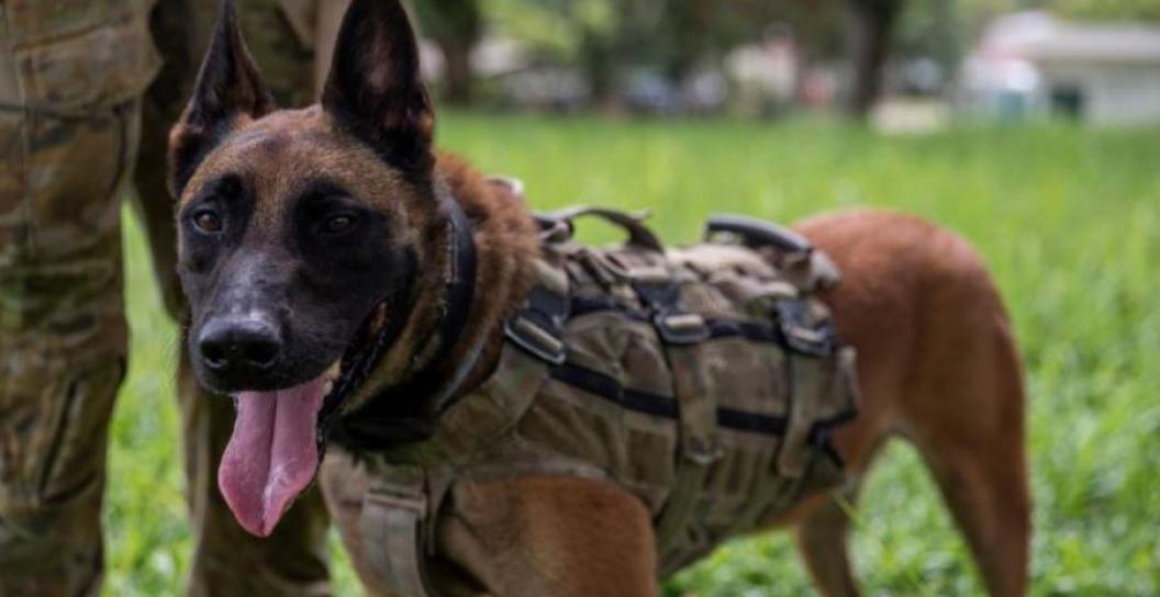 Dog standing next to soldier