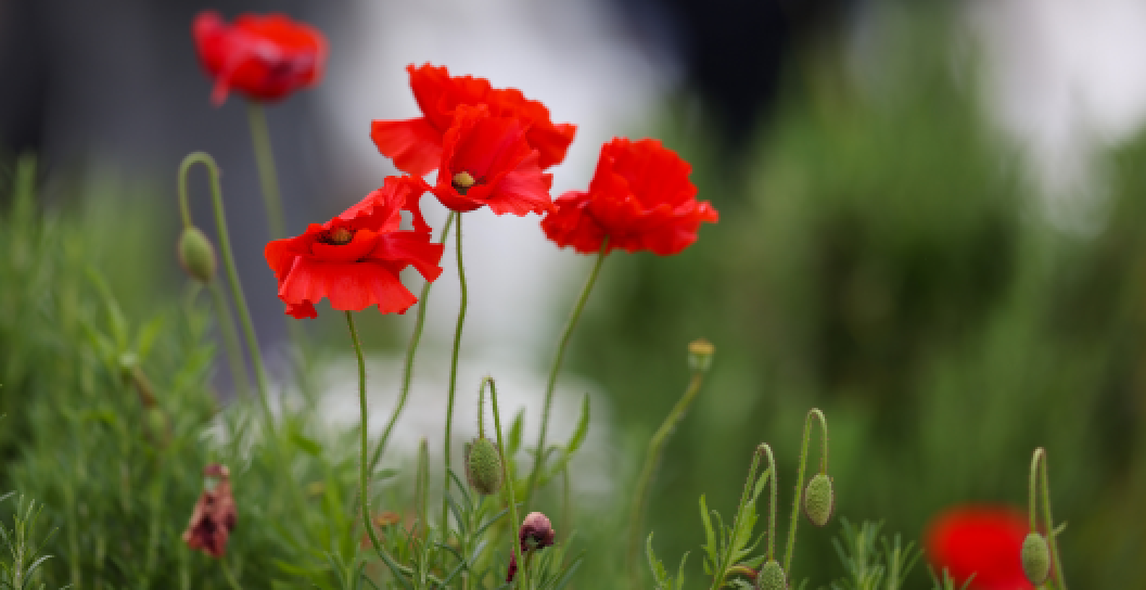 Close-up of poppies in a garden at the Australian War Memorial in Canberra
