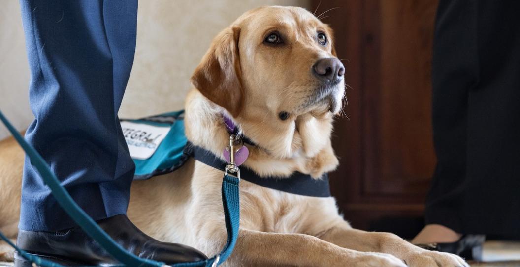 Assistance dog lying at handler's feet