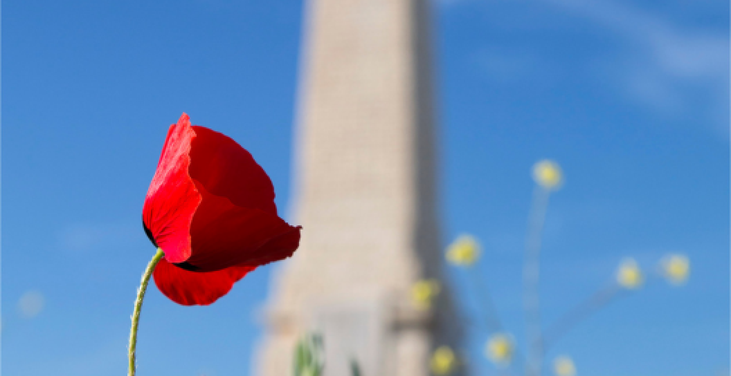 A poppy growing next to the British and Allied memorial at Cape Helles, Gallipoli.