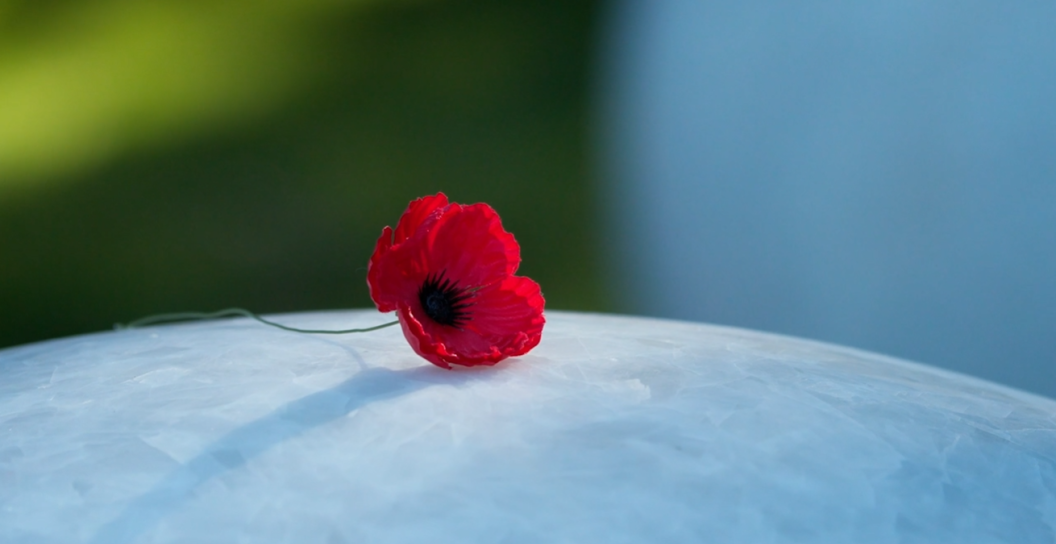 A lone poppy in the Sculpture Garden at the Australian War Memorial, Canberra.