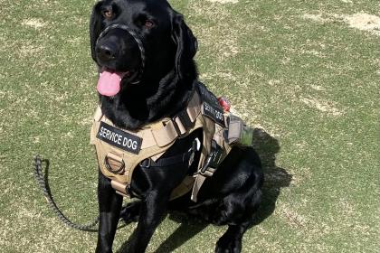 Poppy the assistance dog